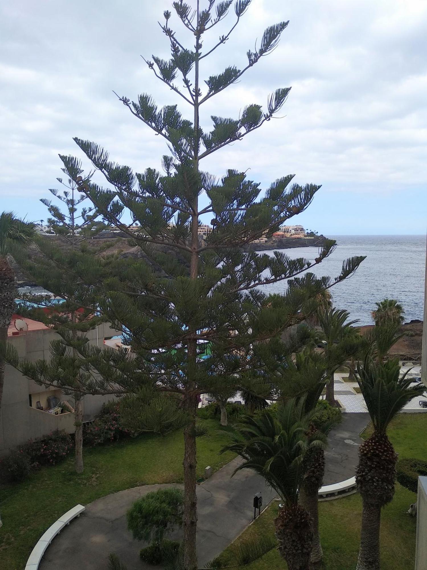 Garden view apartment in Las Galletas Arona  Exterior foto